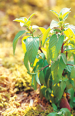 포토 JPG 주간 식물 컬러 재료 의학 자연 근접촬영 사람없음 야외 아웃포커스 초록색 한의학 약재 한약재 약초 한약 민트 원료 식용식물 국내포토 자연요소 뷰포인트 촬영기법 약 풀_식물 허브 생태계 파일형식