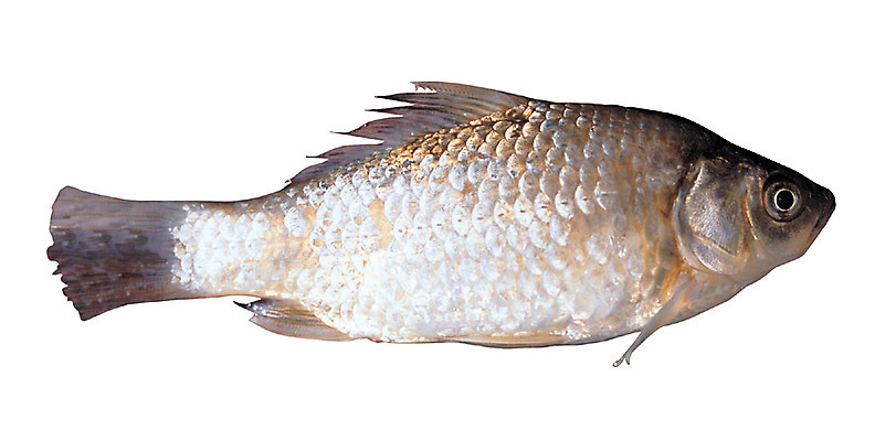 포토 JPG 동물 한마리 재료 어류 누끼 사람없음 붕어 국내포토 1 수중동물 파일형식