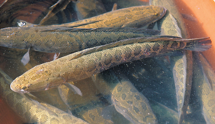 포토 JPG 주간 동물 여러마리 재료 어류 사람없음 야외 물 하이앵글 한의학 약재 한약재 원료 가물치 국내포토 자연요소 뷰포인트 다수 의학 약 수중동물 민물고기 파일형식