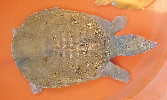 포토 JPG 동물 한마리 야생동물 재료 파충류 사람없음 하이앵글 한의학 약재 한약재 거북이 원료 자라 국내포토 1 뷰포인트 의학 약 파일형식