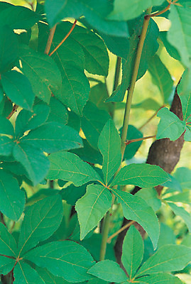 포토 JPG 주간 나무 식물 컬러 백그라운드 잎 재료 의학 나뭇잎 근접촬영 사람없음 야외 아웃포커스 초록색 한의학 약재 한약재 약초 한약 원료 가시오가피 식용식물 오가피 오가피나무 국내포토 자연요소 뷰포인트 촬영기법 약 풀_식물 파일형식