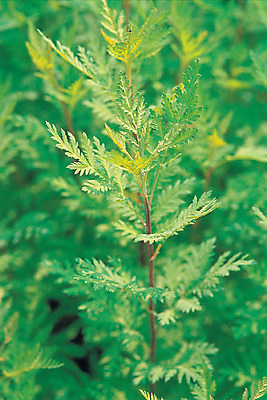 포토 JPG 주간 식물 컬러 재료 의학 자연 근접촬영 사람없음 야외 아웃포커스 초록색 한의학 약재 한약재 약초 한약 원료 식용식물 쑥 인진쑥 산나물 국내포토 자연요소 뷰포인트 채소 촬영기법 약 풀_식물 생태계 나물 파일형식