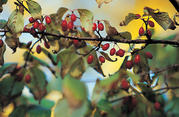 포토 JPG 주간 나무 식물 열매 잎 자연 나뭇잎 사람없음 야외 아웃포커스 나뭇가지 나무열매 산수유 국내포토 자연요소 꽃 촬영기법 생태계 파일형식