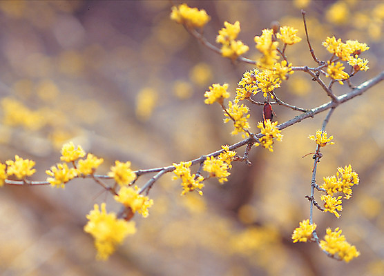 포토 JPG 주간 나무 식물 꽃 컬러 자연 꽃나무 사람없음 야외 아웃포커스 노란색 나뭇가지 산수유 국내포토 자연요소 촬영기법 생태계 파일형식