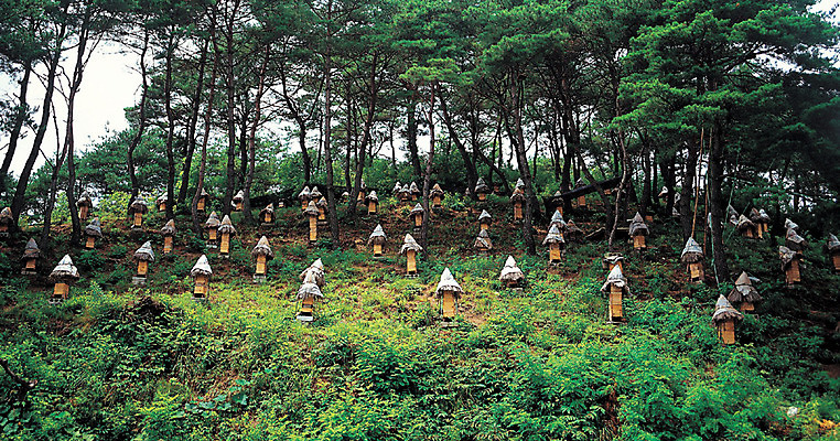 포토 JPG 주간 나무 식물 재료 의학 자연 산 풍경 사람없음 야외 한의학 약재 한약재 숲속 한약 수집 원료 산속 꿀 벌꿀 양봉 양봉업 양봉장 국내포토 자연요소 약 숲 생태계 파일형식