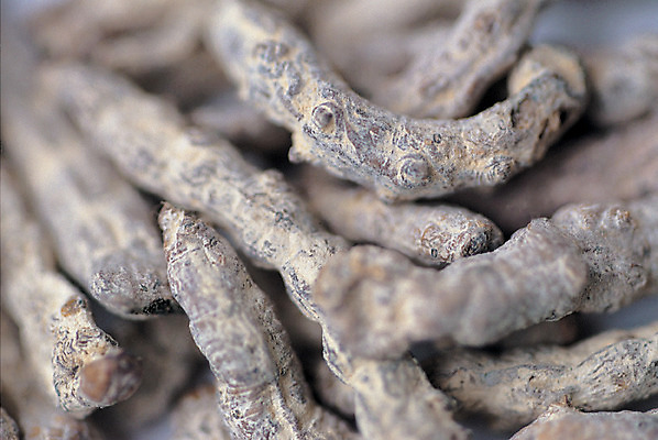 포토 JPG 동물 곤충 여러마리 재료 건조 근접촬영 사람없음 아웃포커스 한의학 약재 한약재 죽음 벌레 한약 원료 애벌레 누에 백강잠 국내포토 뷰포인트 다수 의학 촬영기법 약 파일형식