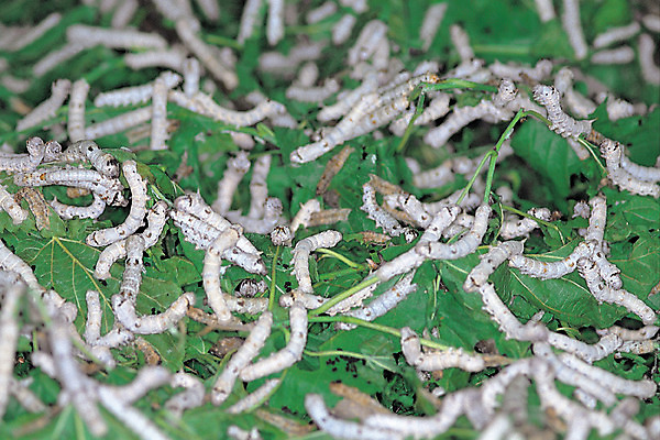 포토 JPG 동물 곤충 잎 여러마리 재료 의학 나뭇잎 사람없음 아웃포커스 한의학 약재 한약재 실 벌레 한약 원료 애벌레 누에 명주 명주실 뽕나무 뽕잎 국내포토 나무 식물 다수 촬영기법 약 파일형식