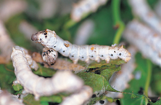 포토 JPG 동물 곤충 잎 여러마리 재료 의학 나뭇잎 근접촬영 사람없음 아웃포커스 한의학 약재 한약재 실 벌레 한약 원료 애벌레 누에 명주 명주실 뽕나무 뽕잎 국내포토 나무 식물 뷰포인트 다수 촬영기법 약 파일형식
