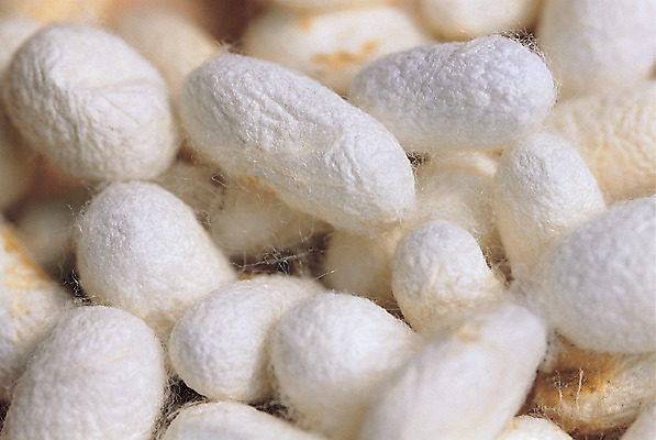 포토 JPG 스튜디오촬영 컬러 백그라운드 재료 의학 실내 근접촬영 사람없음 여러개 한의학 약재 한약재 흰색 실 한약 원료 뭉치 누에 명주 명주실 국내포토 뷰포인트 다수 내부 약 파일형식