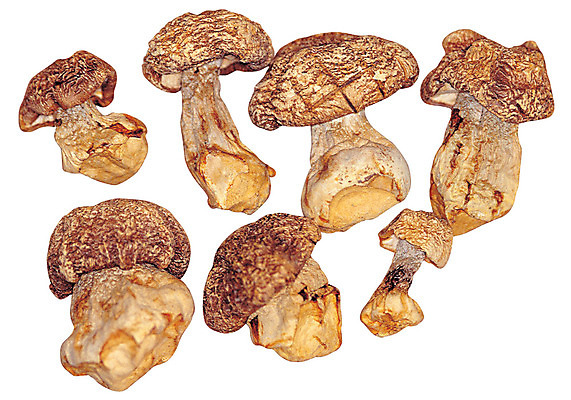 포토 JPG 식물 재료 건조 누끼 사람없음 여러개 버섯 한의학 약재 한약재 약초 한약 원료 식용식물 아가리쿠스 아가리쿠스버섯 국내포토 다수 의학 약 풀_식물 파일형식