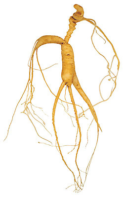 포토 JPG 식물 재료 의학 뿌리채소 누끼 사람없음 한개 한의학 약재 한약재 산삼 약초 한약 원료 뿌리 식용식물 국내포토 1 채소 약 풀_식물 삼 파일형식