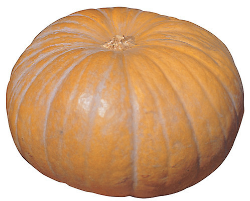 포토 JPG 식물 음식 채소 식재료 호박 누끼 사람없음 농작물 한개 큼 늙은호박 국내포토 1 농업 크기 파일형식