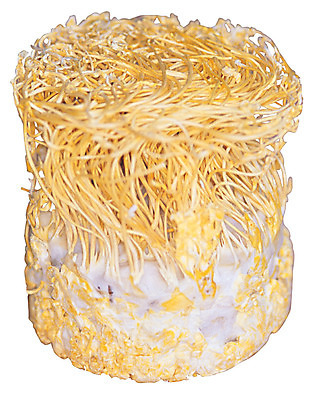 포토 JPG 식물 재료 의학 누끼 사람없음 버섯 한의학 약재 한약재 약초 한약 원료 한의원 한약방 동충하초 식용식물 국내포토 병원 약 풀_식물 파일형식