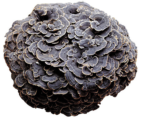 포토 JPG 식물 재료 의학 누끼 사람없음 버섯 한의학 약재 한약재 약초 한약 원료 식용식물 운지버섯 국내포토 약 풀_식물 파일형식