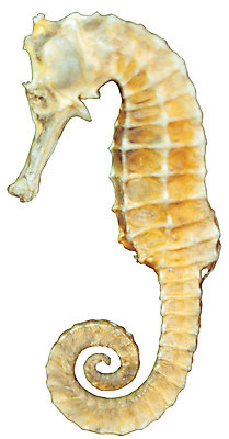 포토 JPG 동물 재료 건조 누끼 사람없음 한개 바다동물 수중동물 한의학 약재 한약재 한약 원료 맥문동 국내포토 식물 1 바다 의학 약 파일형식