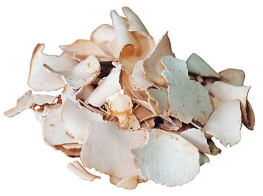 포토 JPG 재료 건조 누끼 사람없음 한의학 약재 한약재 한약 원료 슬라이스 한의원 한약방 백복령 국내포토 의학 병원 약 파일형식