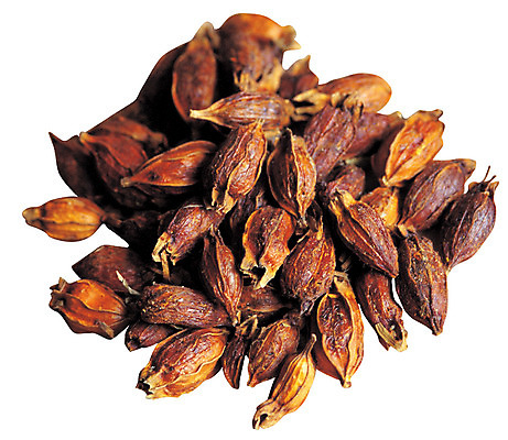 포토 JPG 열매 다수 재료 건조 누끼 사람없음 여러개 한의학 약재 한약재 약초 한약 낟알 원료 치자 국내포토 식물 의학 약 풀_식물 파일형식