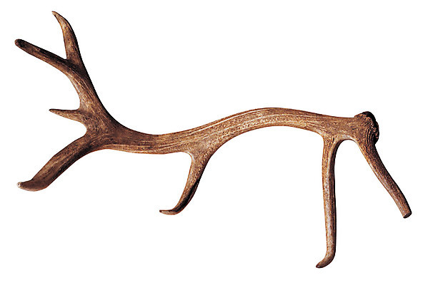 포토 JPG 재료 의학 사슴 뿔 누끼 사람없음 한의학 약재 한약재 한약 원료 한의원 한약방 사슴뿔 녹용 국내포토 포유류 병원 약 파일형식