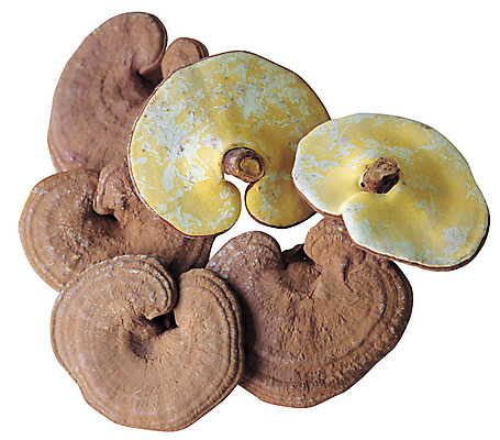 포토 JPG 재료 의학 누끼 사람없음 버섯 한의학 약재 한약재 약초 한약 원료 한의원 한약방 식용식물 영지버섯 국내포토 식물 병원 약 풀_식물 파일형식