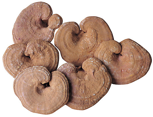 포토 JPG 식물 재료 의학 누끼 사람없음 버섯 한의학 약재 한약재 약초 한약 원료 한의원 한약방 식용식물 영지버섯 국내포토 병원 약 풀_식물 파일형식