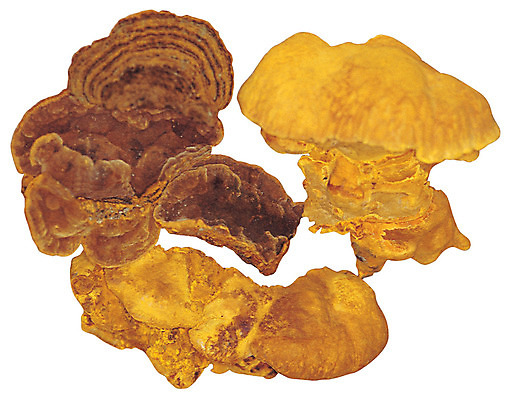 포토 JPG 재료 의학 누끼 사람없음 버섯 한의학 약재 한약재 약초 한약 원료 한의원 한약방 상황버섯 식용식물 국내포토 식물 병원 약 풀_식물 파일형식