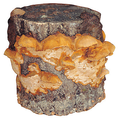 포토 JPG 나무 재료 의학 누끼 사람없음 버섯 한의학 약재 한약재 약초 한약 원료 통나무 한의원 나무밑둥 한약방 상황버섯 식용식물 국내포토 식물 병원 약 풀_식물 파일형식