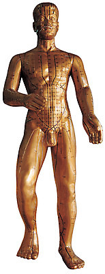 포토 JPG 스튜디오촬영 전신 의학 인체모형 의료기기 실내 사람없음 모형 한의학 의료용품 마네킹 한의원 침술 뜸 수지침 혈자리 국내포토 병원 내부 파일형식