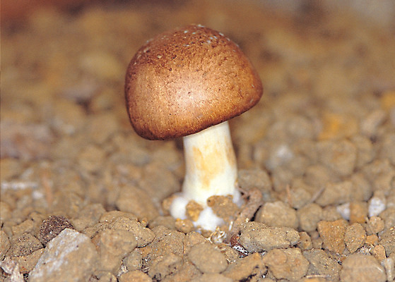 포토 JPG 식물 재료 의학 근접촬영 사람없음 아웃포커스 한개 버섯 한의학 약재 한약재 약초 한약 원료 식용식물 아가리쿠스 아가리쿠스버섯 국내포토 1 뷰포인트 촬영기법 약 풀_식물 파일형식