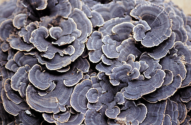 포토 JPG 식물 백그라운드 재료 의학 사람없음 버섯 한의학 약재 한약재 약초 한약 원료 식용식물 운지버섯 국내포토 약 풀_식물 파일형식