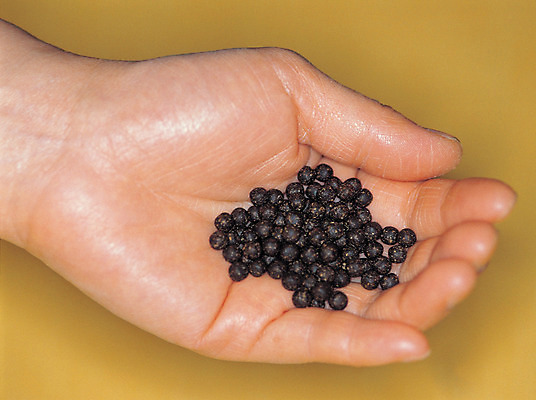 포토 JPG 손 신체 의학 한손 한명 들기 신체부위 하이앵글 알약 약 한의학 한약 한의원 한약방 환 국내포토 1 뷰포인트 모션 병원 사람 파일형식