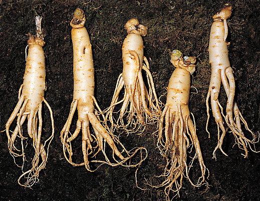 포토 JPG 식물 음식 재료 의학 뿌리채소 사람없음 하이앵글 여러개 흙 한의학 약재 한약재 인삼 약초 한약 원료 뿌리 식용식물 국내포토 뷰포인트 다수 채소 약 풀_식물 삼 파일형식