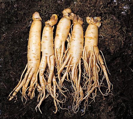 포토 JPG 식물 음식 재료 의학 뿌리채소 사람없음 하이앵글 여러개 흙 한의학 약재 한약재 인삼 약초 한약 원료 뿌리 식용식물 국내포토 뷰포인트 다수 채소 약 풀_식물 삼 파일형식