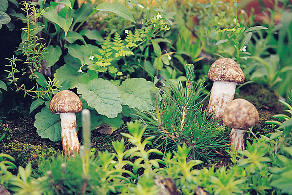 포토 JPG 주간 식물 재료 의학 자연 사람없음 야외 버섯 한의학 약재 한약재 풀 잡초 약초 한약 원료 송이버섯 식용식물 국내포토 자연요소 약 풀_식물 생태계 파일형식