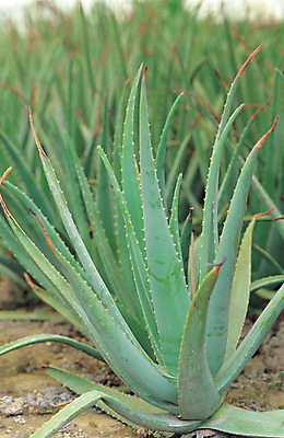 포토 JPG 주간 식물 컬러 재료 의학 자연 사람없음 야외 아웃포커스 초록색 한의학 약재 한약재 약초 한약 원료 식용식물 알로에 국내포토 자연요소 촬영기법 약 풀_식물 생태계 파일형식