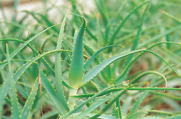 포토 JPG 주간 식물 컬러 재료 의학 자연 사람없음 야외 아웃포커스 초록색 한의학 약재 한약재 약초 한약 원료 식용식물 알로에 국내포토 자연요소 촬영기법 약 풀_식물 생태계 파일형식