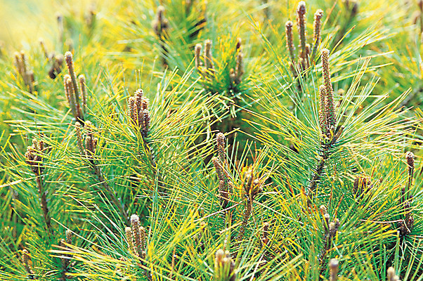 포토 JPG 주간 나무 식물 컬러 백그라운드 재료 자연 사람없음 야외 아웃포커스 초록색 한의학 약재 한약재 솔 소나무 약초 한약 원료 침엽수 송절 식용식물 국내포토 자연요소 의학 촬영기법 약 풀_식물 생태계 파일형식