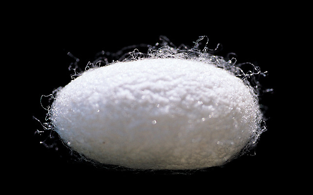 포토 JPG 스튜디오촬영 컬러 재료 의학 실내 사람없음 한개 한의학 약재 한약재 흰색 실 한약 원료 뭉치 누에 명주 명주실 국내포토 1 내부 약 파일형식