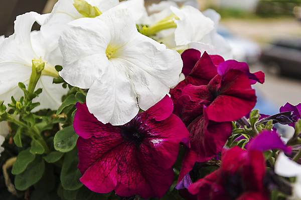 포토 JPG 해외이미지 식물 꽃잎 꽃 백그라운드 잎 자연 조명 거리 프레임 사람없음 장식 빨간색 초록색 정원 방 낭만 성장 벚꽃 흰색 신선 개화 작음 내추럴 피튜니아 해외202105 해외포토 컬러 컨셉 크기 생태계 파일형식