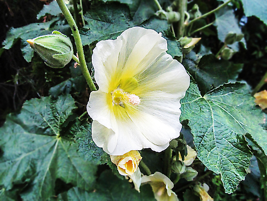 포토 JPG 해외이미지 식물 계절 꽃 줄기 잎 자연 풍경 사람없음 야외 장식 여름 환경 정원 성장 흰색 꽃술 신선 개화 꽃가루 꽃수술 아욱 영원 해외202105 해외포토 컬러 가루 생태계 파일형식