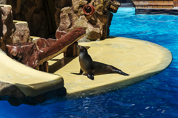 포토 JPG 해외이미지 동물 무료이미지 바다 포유류 자연 휴가 동물원 풍경 사람없음 맑음 검은색 우아함 물개 육식동물 지느러미 물새 동물상 해외202105 해외포토 컬러 컨셉 조류 날씨 조형물 바다동물 생태계 파일형식 무료콘텐츠