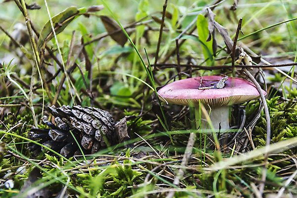 포토 JPG 해외이미지 식물 무료이미지 계절 꽃잎 지구 분홍색 잎 과일 사람없음 버섯 소나무 칼날 숲 원뿔 동물상 식용 적갈색 해외202105 해외포토 도형 나무 꽃 컬러 조형물 갈색 파일형식