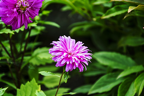 포토 JPG 해외이미지 식물 꽃 분홍색 백그라운드 자연 사람없음 정원 맑음 보라색 소프트포커스 큼 썰물 묘사 내추럴 블러 생존 전경 해외202105 해외포토 바다 컬러 날씨 촬영기법 풍경 크기 생태계 파일형식 탑뷰