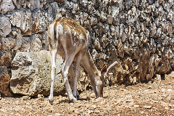 포토 JPG 해외이미지 동물 얼굴 야생동물 음식 농업 포유류 자연 사슴 프레임 육류 경비 사람없음 농장 환경 가축 점 피부 귀 새장 서식지 리빙 내추럴 돌봄 동물상 밭일 해외202105 해외포토 산업 식재료 모션 안전 신체부위 조형물 보호 생태계 케이지 파일형식