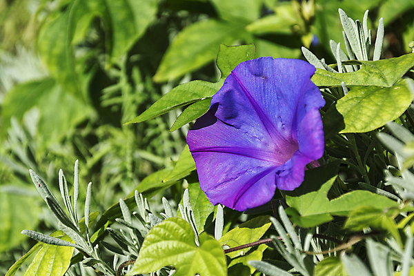 포토 JPG 해외이미지 식물 꽃잎 꽃 백그라운드 잎 꽃무늬 자연 조명 거리 프레임 사람없음 장식 초록색 정원 방 낭만 성장 흰색 신선 개화 작음 내추럴 피튜니아 해외202105 해외포토 컬러 컨셉 무늬 크기 생태계 파일형식