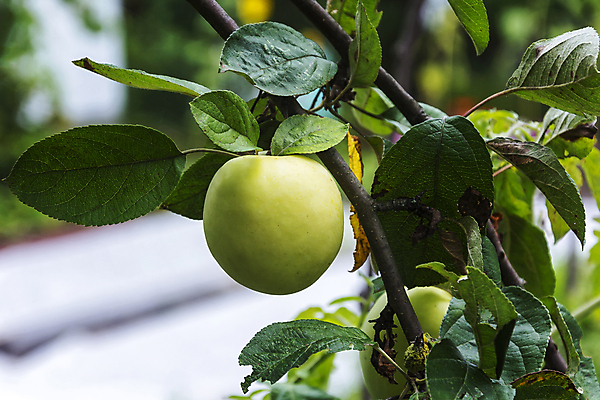 포토 JPG 해외이미지 식물 음식 백그라운드 잎 농업 다이어트 과일 재료 디저트 건강 사람없음 농장 나뭇가지 신선 사과 상품 소프트포커스 먹기 오브젝트 유기농 원예 비타민 내추럴 숙성 채식주의자 전경 해외202105 해외포토 나무 웰빙 산업 모션 촬영기법 풍경 취미 채식 영양소 파일형식 탑뷰