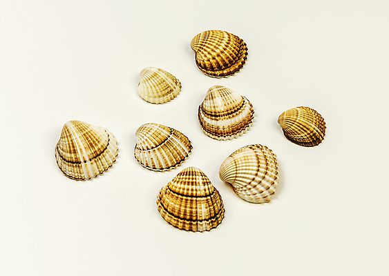 포토 JPG 해외이미지 동물 무료이미지 바다 여행 백그라운드 자연 조개 휴식 프레임 나선형 사람없음 갈색 사진촬영 껍질 흰색 잡기 큼 수집 심볼 해산물 오브젝트 사인 질감 기념품 홍합 라임 갈비뼈 내추럴 동물상 칼슘 많음 해외202105 해외포토 컬러 컨셉 무늬 과일 모션 어패류 뼈 조형물 촬영 크기 생태계 파일형식