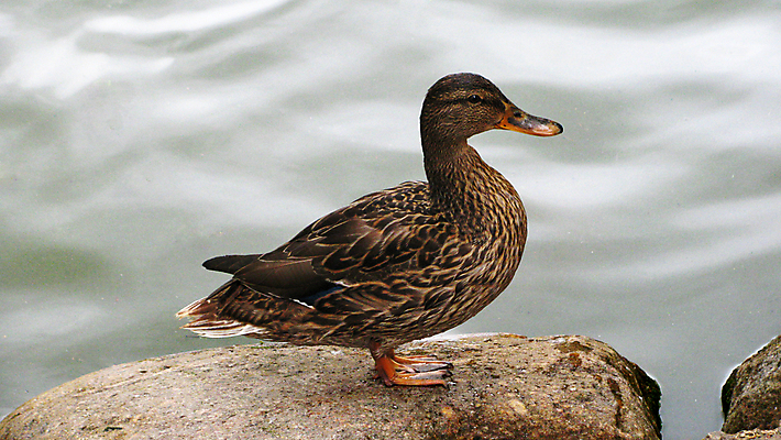 포토 JPG 해외이미지 동물 1 호수 야생동물 농업 자연 조류 오리 서기 사람없음 물 연못 깃털 부리 목 해외202105 해외포토 자연요소 산업 모션 신체부위 생태계 파일형식