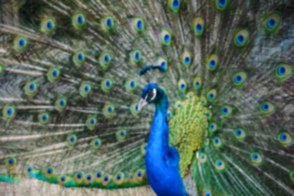 포토 JPG 해외이미지 동물 디자인 백그라운드 컨셉 일러스트 포유류 자연 벽지 조류 추상 생물 종류 사람없음 장식 농장 진화 공작 그림 보케 엽서 치수 기르기 동물상 블러 생태학 왜곡 인구 주민 광학 전경 효과 해외202105 해외포토 교육 무늬 농업 풍경 조형물 소방 편지 생태계 돌봄 파일형식 탑뷰