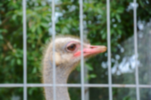 포토 JPG 해외이미지 동물 디자인 백그라운드 컨셉 일러스트 포유류 자연 벽지 조류 추상 생물 종류 사람없음 장식 농장 진화 그림 보케 엽서 치수 타조 기르기 동물상 블러 생태학 왜곡 인구 주민 광학 전경 효과 해외202105 해외포토 교육 무늬 농업 풍경 조형물 소방 편지 생태계 돌봄 파일형식 탑뷰