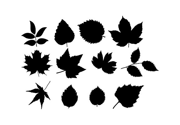 EPS 해외이미지 나무 식물 디자인 실루엣 잎 패턴 일러스트 자연 그래픽 장식 여름 세트 숫자 정원 공백 뜨거움 숲 수집 관목 심볼 사인 그림 엘리먼트 해외202105 해외일러스트 문자 계절 무늬 촬영기법 생태계 파일형식 벡터